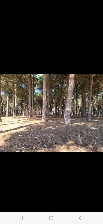 Appartement 6P Rez-De-Jardin Clim Acces Mer Direct Le Barcarès Dış mekan fotoğraf
